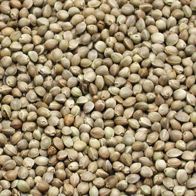 CARPE ATOMIC Chènevis (5kg)