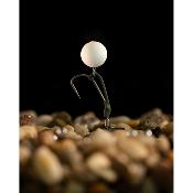 KORDA Pop Up Boilie Banofee